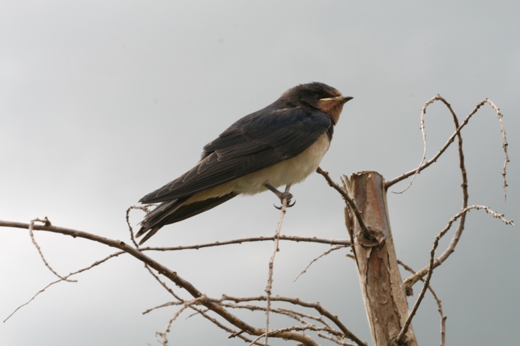 2nd swallow fledge