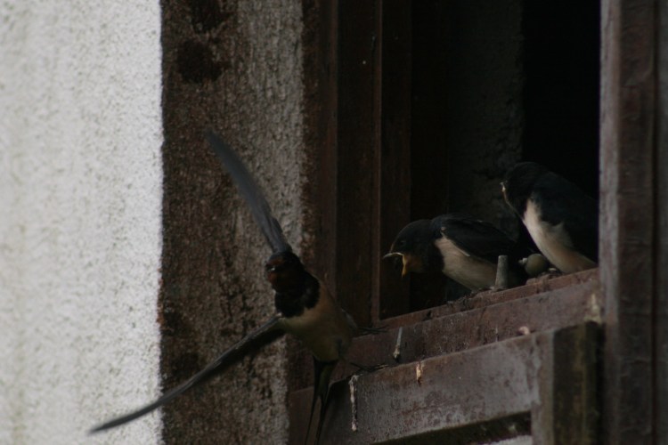 swallow fledgling
