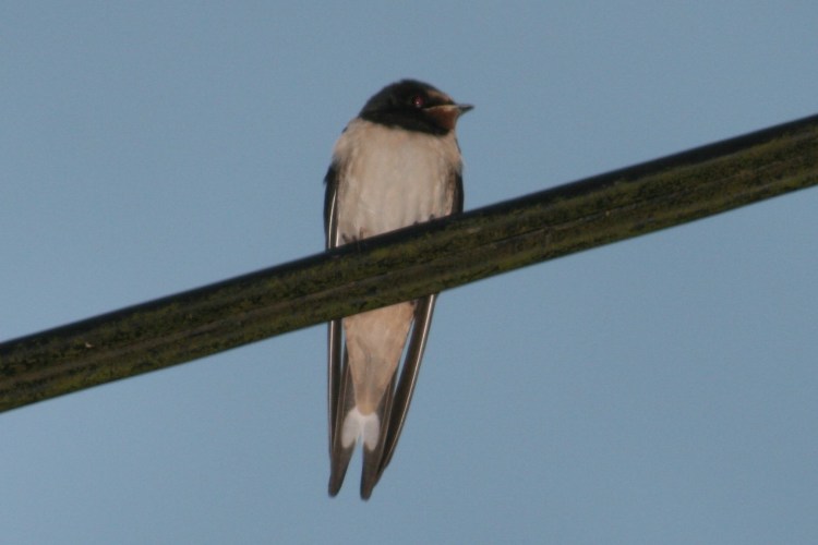 swallow short tail